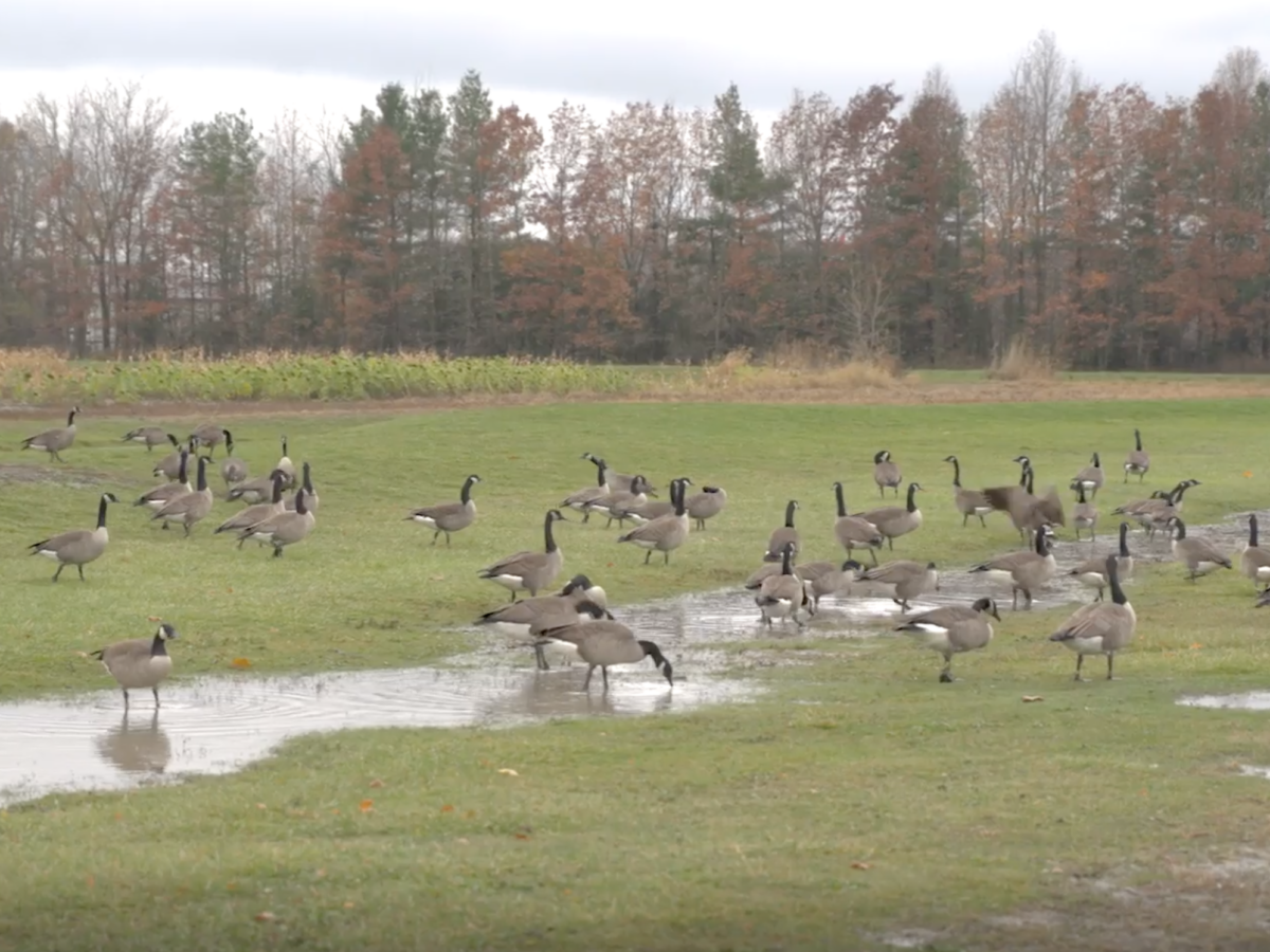Geese are a problem. What can we do?