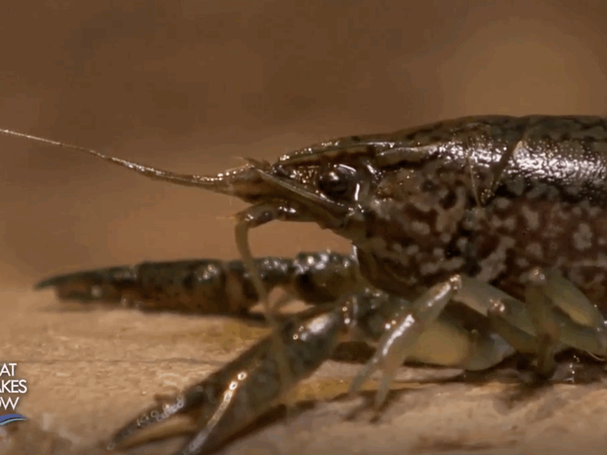 Warming Waters and Mutant Crayfish