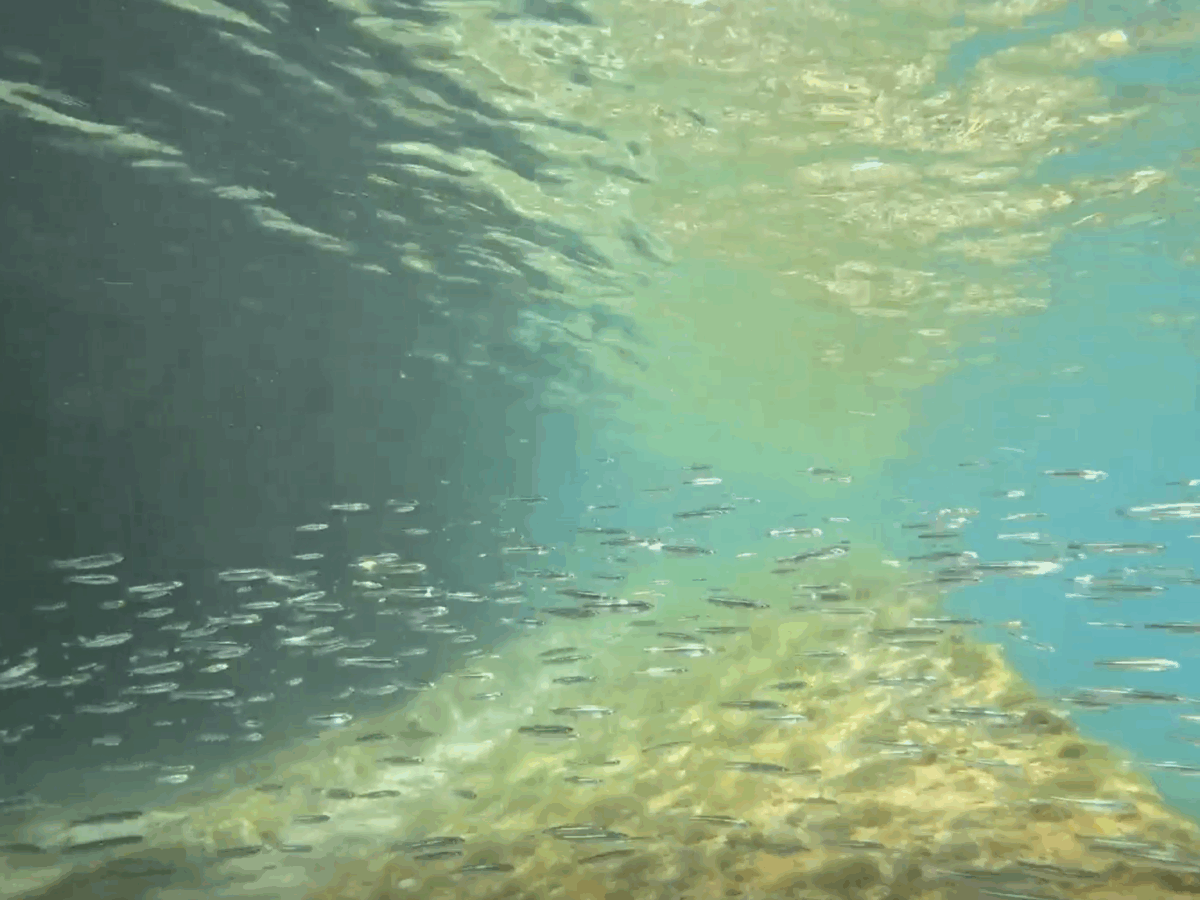 Deep Dives and Rising Waters