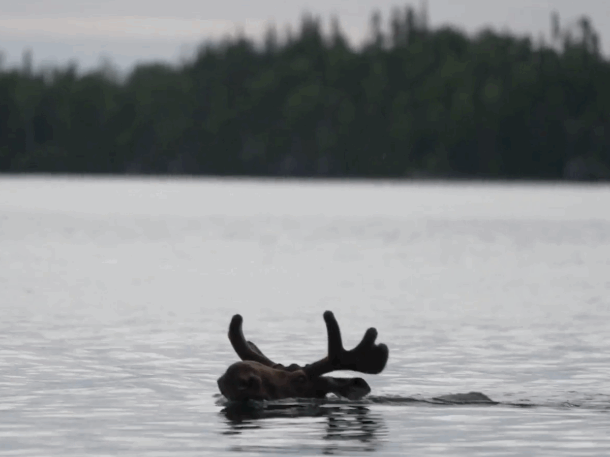 Wild Islands and Salty Visitors – Episode 2310